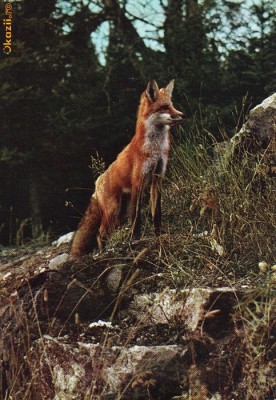 Ilustrata animale 7 foto