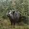 Ilustrata animale 9-mistret