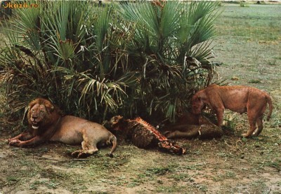 Ilustrata animale 11-lei foto
