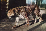 Ilustrata animale 12-leopard, Necirculata, Printata