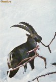 Ilustrata animale 13-muflon