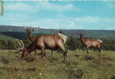 Ilustrata animale 20 foto