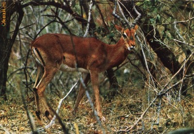 Ilustrata animale 21 foto