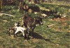 Ilustrata animale 22