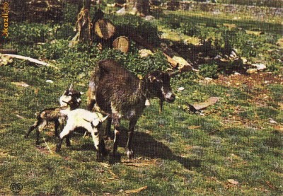 Ilustrata animale 22 foto