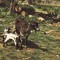 Ilustrata animale 22
