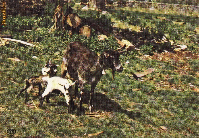 Ilustrata animale 22