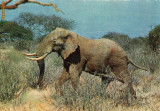 Ilustrata animale 23-elefant, Necirculata, Printata