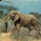 Ilustrata animale 23-elefant