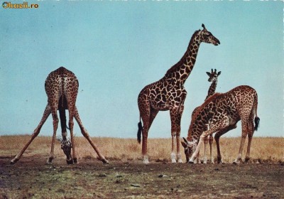 Ilustrata animale 24 foto