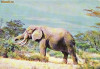 Ilustrata animale 25-elefant, Necirculata, Printata