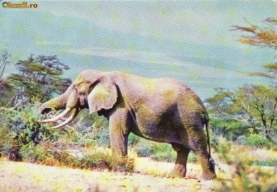 Ilustrata animale 25-elefant foto