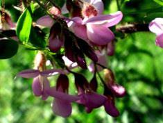 Robinia hispida foto