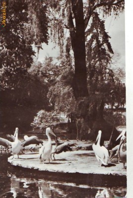 S 5241 Vedere Bucuresti Gradina Cismigiu circulata foto