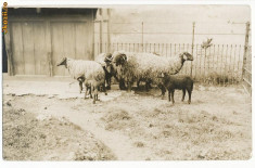 CFL 1925 ROMANIA ilustrata Cluj, zootehnie, oi la Facultate de Agronomie foto