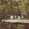 S6150 BUCURESTI Gradina Cismigiu 1968