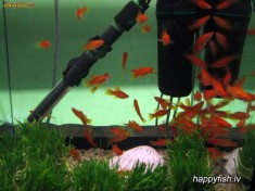 pesti acvariu xiphophorus helleri ( xipho , xifo ) foto