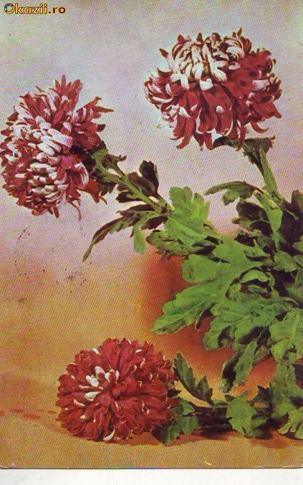 S 6513 Vedere -FELICITARE Crizanteme circulata