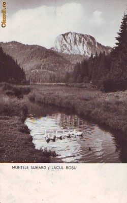 R-7857 LACUL ROSU SI MUNTELE SUHARD , CIRCULAT 1960 foto