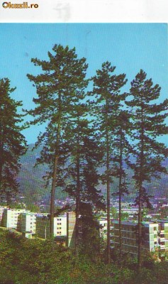 S 5871 SIMLEUL SILVANIEI VEDERE NECIRCULATA foto