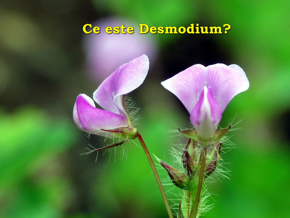 Ce este Desmodium Adcendens