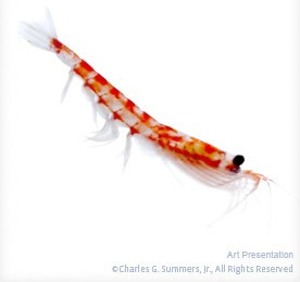 Ce este uleiul de Krill