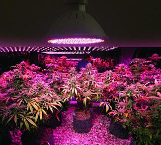 Bec LED pentru cresterea plantelor, E27 20W, 200 leduri SMD, lampa rasaduri  | arhiva Okazii.ro