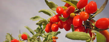 Imagini pentru goji berry