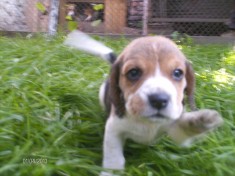 pui Beagle Oradea foto