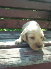 Vand pui de COCKER Spaniol foto