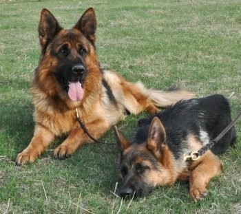 Vand Pui Ciobanesc German Cu Pedigree Foto Arhiva Okazii Ro