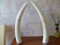 OFERTA !!!!! 0,5 EURO/gram / Pereche colti de fildes elefant - 3,5 kg / Colt fildes elefant / MOKAZIE Fildes sau &amp;quot; AUR ALB&amp;quot; / Fildesi ELEFANT foto