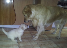 Pui Golden Retriver de vanzare foto