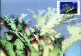 Carte maxima coral Acropora palmata