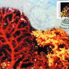 Carte maxima coral Corallium rubrum