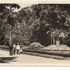 carte postala(ilustrata)-BUZIAS-Parcul de odihna