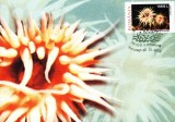 Carte maxima anemone Actinia equina