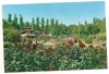 Carte postala(ilustrata)-BUCURESTI-Gradina botanica, Circulata, Printata