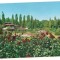 carte postala(ilustrata)-BUCURESTI-Gradina botanica