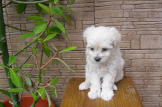 Bichon Maltez 2 pui albi talie mini toy foto