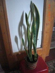 Sansevieria(Limba soacrei) foto