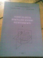 MORFOLOGIA DINTILOR UMANI PERMANENTI foto