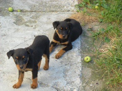 Vand Pui Rottweiler Arhiva Okazii Ro