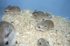 vand hamsteri roborovski foto