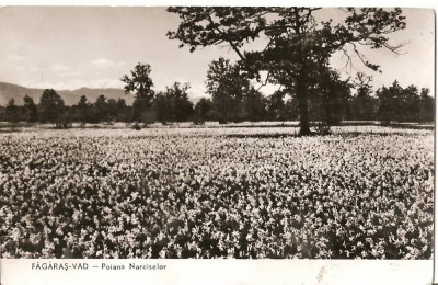 CPI (B902) FAGARAS - VAD, POIANA NARCISELOR, EDITURA MERIDIANE, CPCS, ILUSTRATA NECIRCULATA, RPR foto