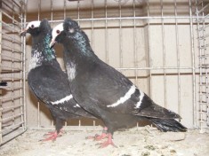 Startauben- Porumbelul Graur, Gusat Englez Pitic - Pigmy Pouters foto