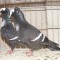 Startauben- Porumbelul Graur, Gusat Englez Pitic - Pigmy Pouters