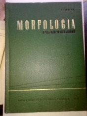 *Morfologia plantelor - Dr. I. Ciobanu foto