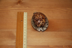 Scoica Cypraea Tigris, in limbaj popular &amp;quot;ghioc&amp;quot;. foto