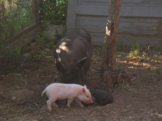 Porci Vietnamezi foto